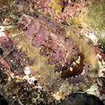 Chiton sp. 7